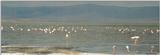 (P:\Africa\Bird) Dn-a0162.jpg (Flamingo flock)