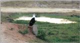 (P:\Africa\Bird) Dn-a0163.jpg (1/1) (86 K)