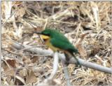 (P:\Africa\Bird) Dn-a0164.jpg (1/1) (77 K)