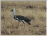 (P:\Africa\Bird) Dn-a0165.jpg - Kori Bustard (Ardeotis kori)