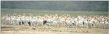 (P:\Africa\Bird) Dn-a0167.jpg (1/1) (52 K)