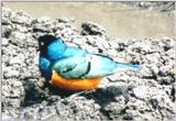 (P:\Africa\Bird) Dn-a0169.jpg (Superb Starling)