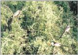 (P:\Africa\Bird) Dn-a0172.jpg - Southern Yellow-billed Hornbills
