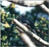 (P:\Africa\Bird) Dn-a0173.jpg (1/1) (69 K)