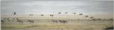 (P:\Africa\Bird) Dn-a0174.jpg (1/1) (30 K)