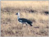 (P:\Africa\Bird) Index-3.gif (Kori Bustard)