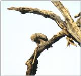 (P:\Africa\Bird) Dn-a0177.jpg (1/1) (47 K)