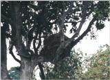 (P:\Africa\Bird) Dn-a0180.jpg (1/1) (129 K)