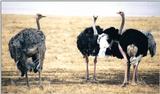 (P:\Africa\Bird) Dn-a0181.jpg (1/1) (106 K)