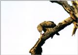 (P:\Africa\Bird) Dn-a0183.jpg (1/1) (43 K)