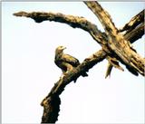 (P:\Africa\Bird) Dn-a0184.jpg (1/1) (59 K)
