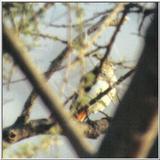 (P:\Africa\Bird) Dn-a0187.jpg (1/1) (24 K)