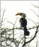 (\Africa\Bird) Dn-a0188 - Southern Yellow-billed Hornbill