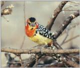 (P:\Africa\Bird) Dn-a0189.jpg (1/1) (42 K)