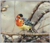 (P:\Africa\Bird) Dn-a0190.jpg (1/1) (22 K)