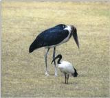 (P:\Africa\Bird) Dn-a0191.jpg (Marabou Stork)