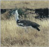 (P:\Africa\Bird) Dn-a0193.jpg - Kori Bustard (Ardeotis kori)