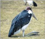 (P:\Africa\Bird) Dn-a0194.jpg (Marabou Stork)