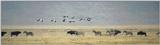 (P:\Africa\Bird) Dn-a0196.jpg (1/1) (33 K)