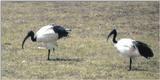 (P:\Africa\Bird) Dn-a0197.jpg (Sacred Ibises)