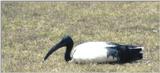 (P:\Africa\Bird) Dn-a0198.jpg (Sacred Ibis)