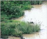 (P:\Africa\Bird) Dn-a0200.jpg (1/1) (93 K)