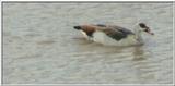 (P:\Africa\Bird) Dn-a0201.jpg (1/1) (11 K)