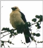 (P:\Africa\Bird) Dn-a0202.jpg (1/1) (28 K)