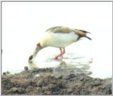 (P:\Africa\Bird) Dn-a0203.jpg (1/1) (15 K)
