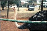 (P:\Africa\Bird) Dn-a0204.jpg (1/1) (115 K)