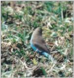 (P:\Africa\Bird) Dn-a0205.jpg (1/1) (38 K)