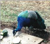 (P:\Africa\Bird) Dn-a0206.jpg (1/1) (104 K)