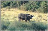 (P:\Africa\Buffalo) Dn-a0207.jpg (1/1) (42 K)