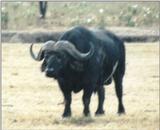 (P:\Africa\Buffalo) Dn-a0208.jpg (1/1) (88 K)