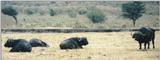 (P:\Africa\Buffalo) Dn-a0209.jpg (1/1) (67 K)