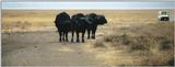 (P:\Africa\Buffalo) Dn-a0210.jpg (1/1) (56 K)