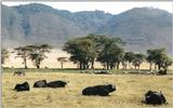 (P:\Africa\Buffalo) Dn-a0211.jpg (1/1) (119 K)