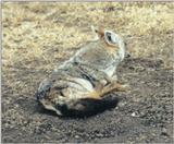 (P:\Africa\Canine) Dn-a0213.jpg (1/1) (127 K)