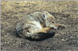 (P:\Africa\Canine) Dn-a0214.jpg (1/1) (118 K)