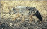 (P:\Africa\Canine) Dn-a0215.jpg (1/1) (130 K)