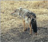 (P:\Africa\Canine) Dn-a0216.jpg (1/1) (125 K)