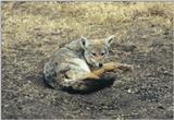 (P:\Africa\Cheetah) Dn-a0217.jpg (1/1) (136 K)