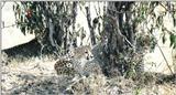 (P:\Africa\Cheetah) Dn-a0220.jpg (1/1) (142 K)