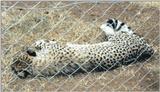 (P:\Africa\Cheetah) Dn-a0221.jpg (1/1) (146 K)