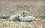 (P:\Africa\Cheetah) Dn-a0222.jpg (1/1) (83 K)