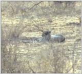 (P:\Africa\Cheetah) Dn-a0223.jpg (1/1) (28 K)