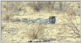 (P:\Africa\Cheetah) Dn-a0224.jpg (1/1) (18 K)