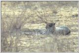 (P:\Africa\Cheetah) Dn-a0225.jpg (1/1) (18 K)