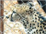 (P:\Africa\Cheetah) Dn-a0226.jpg (1/1) (127 K)