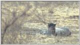 (P:\Africa\Cheetah) Dn-a0227.jpg (1/1) (14 K)
